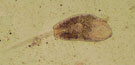 Plagiorchis laricola